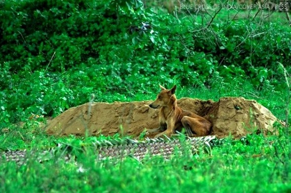 8.29.14 - Indian Dog Guards Burial Site for 15 Days1