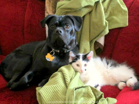 rescue puppy & kitten