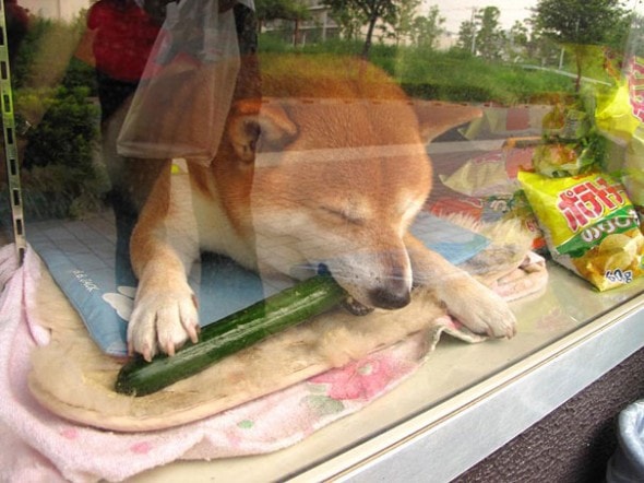 8.4.14 - Dog Helps Owners run Corner Store in Japan2