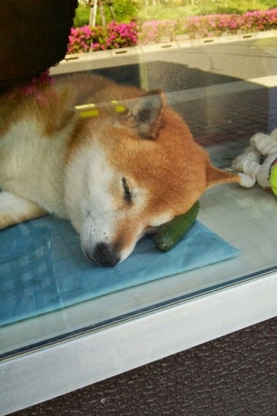 8.4.14 - Dog Helps Owners run Corner Store in Japan3