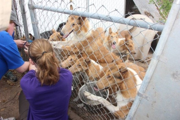 "Save me next!" - HCR The dogs greet their rescuers.