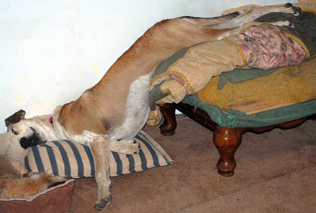 Image result for dogs sleeping in weird position