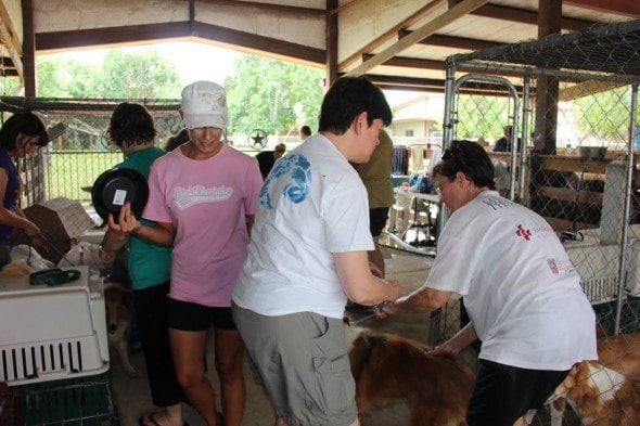 Volunteers processing the rescued dogs.
