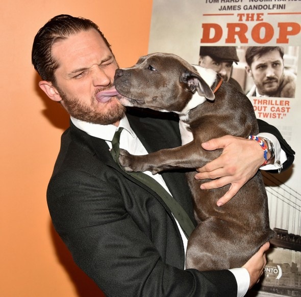 9.11.14 - Tom Hardy Cozies Up with Co-Star at The Drop Premiere1