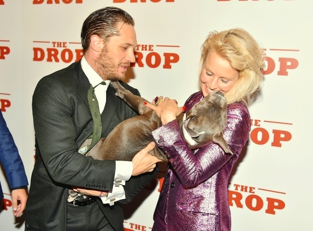 Tom Hardy Cozies Up with Pit Bull Co-Star at “The Drop” Premiere | Notícias  | Cãotinho do Labrador Retriever