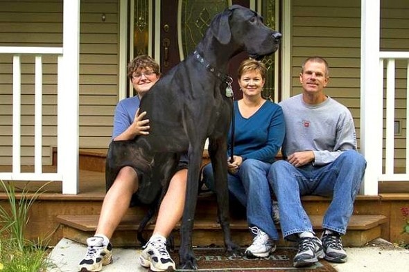 9.11.14 - World's Tallest Dog Dies2