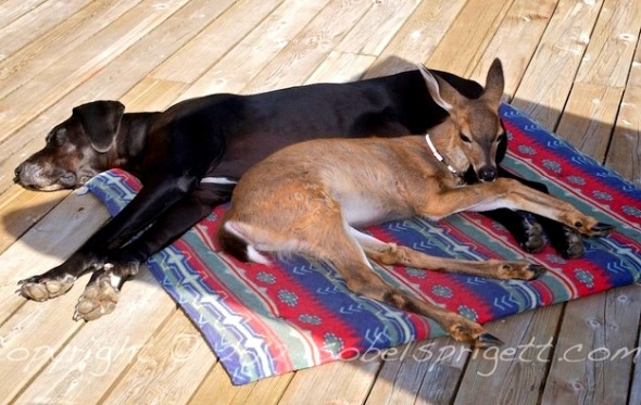 Kate the Great Dane and Pippin the deer regularly meet to frolic and nap together.