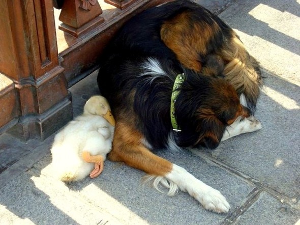 These two have been spotted napping all over Paris together.