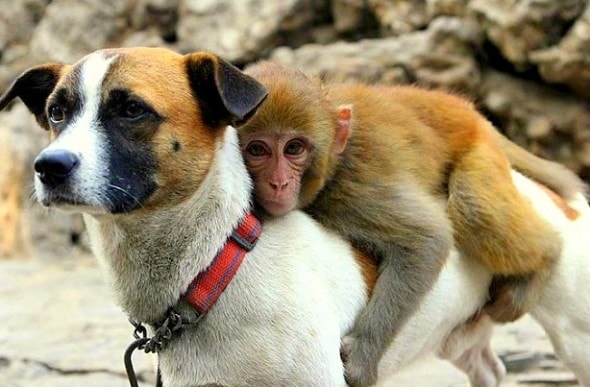 This orphaned monkey was being picked on by other primates at a zoo, so the zookeepers let a dog named Tiger Cup be his bodyguard. 