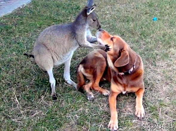 Dozer doesn’t mind getting smooches from Love Bug the kangaroo.