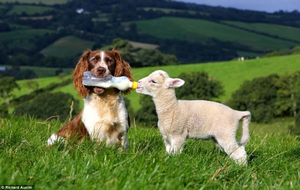 Springer Spaniel Jess is the ultimate sheepdog – she even bottle-feeds them!