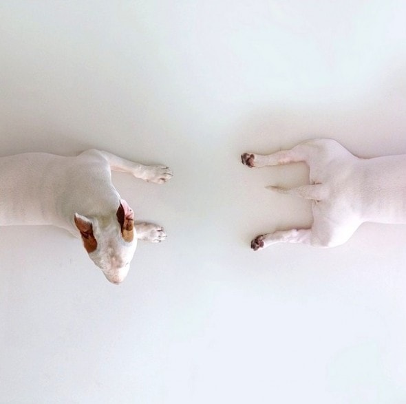 9.17.14 - Jimmy Choo, Wonder Dog15