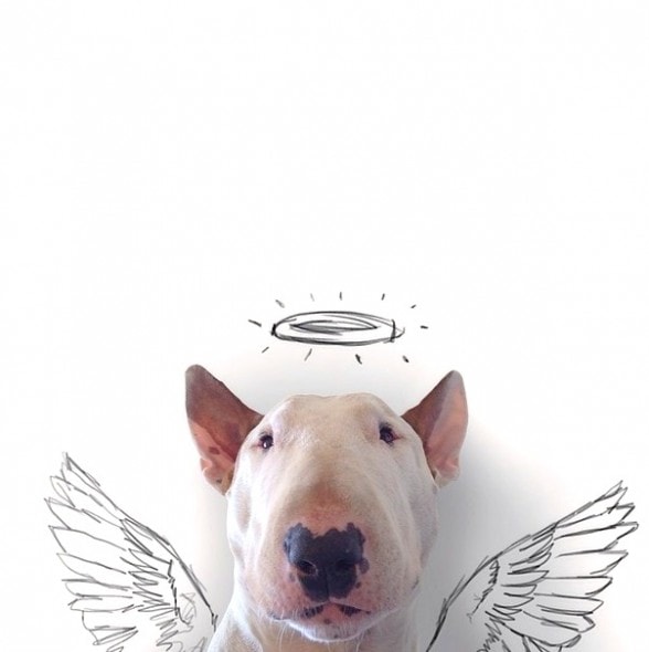 9.17.14 - Jimmy Choo, Wonder Dog2