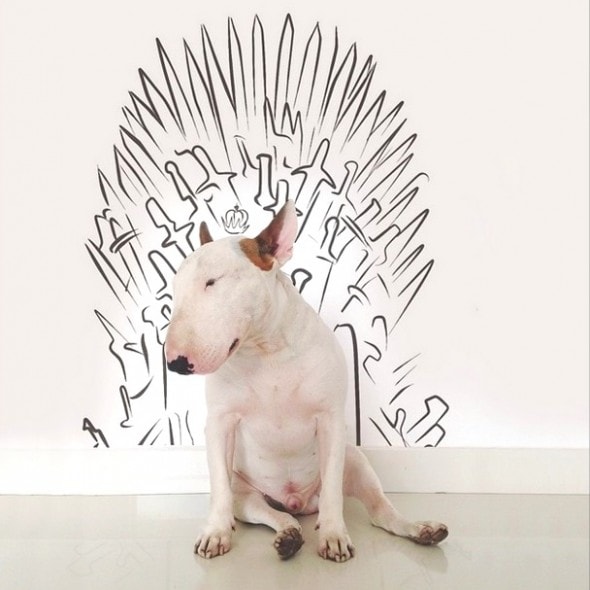 9.17.14 - Jimmy Choo, Wonder Dog9