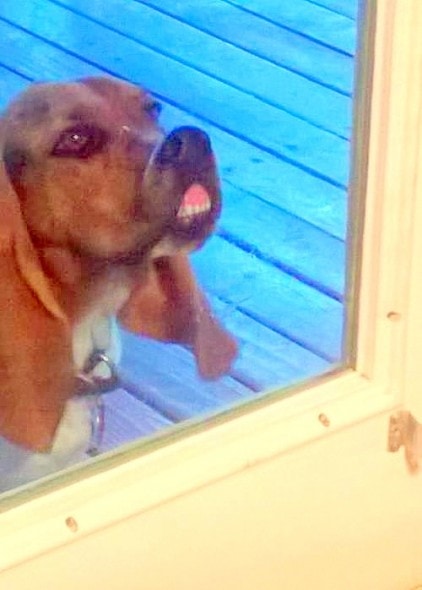 9.20.14 - Dogs' Noses on the Window19