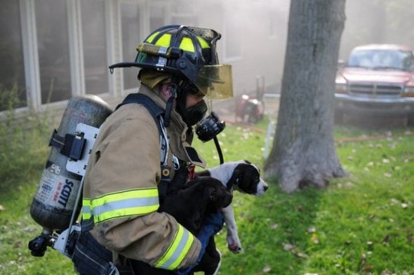 9.3.14 - Firefighters Rescue Seven Puppies from House FireF1