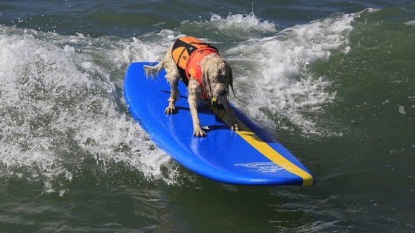 9.30.14 - Doggie Surfing Contest held in Huntington Beach1