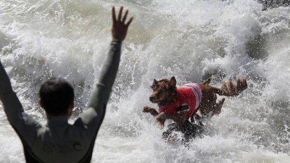 9.30.14 - Doggie Surfing Contest held in Huntington Beach2