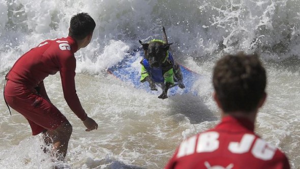 9.30.14 - Doggie Surfing Contest held in Huntington Beach6