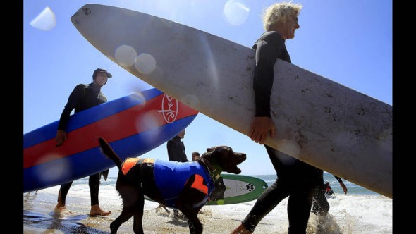 9.30.14 - Doggie Surfing Contest held in Huntington Beach7