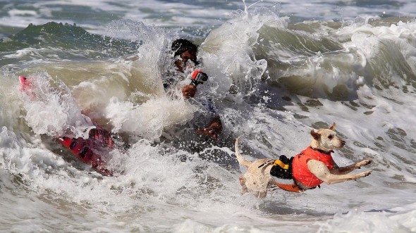 9.30.14 - Doggie Surfing Contest held in Huntington Beach8