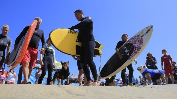 9.30.14 - Doggie Surfing Contest held in Huntington BeachFEAT