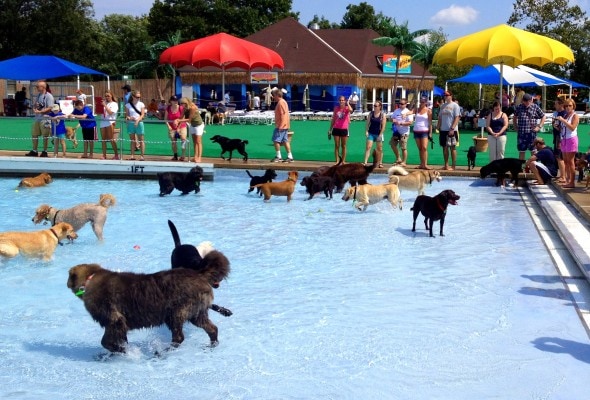 9.7.14 - Annual Dog Swim Day3