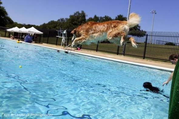 9.7.14 - Annual Dog Swim Day4