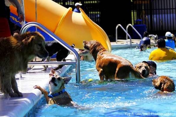 9.7.14 - Annual Dog Swim Day5