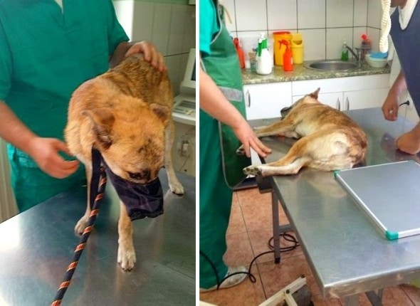 10.10.14 - Unwanted Serbian Dog Saved1