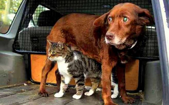 cat befriends blind/deaf dog