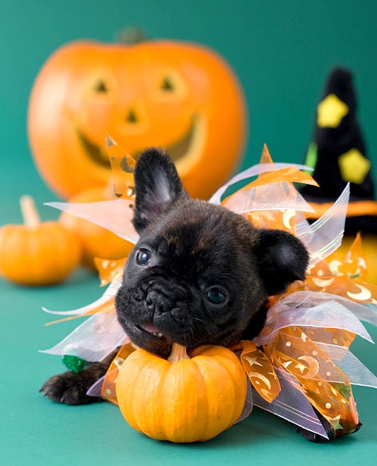 20 Puppies Who Love Halloween
