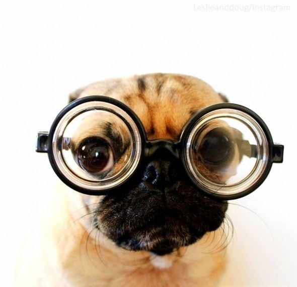 10.5.14 - Adorable Internet Pugs1