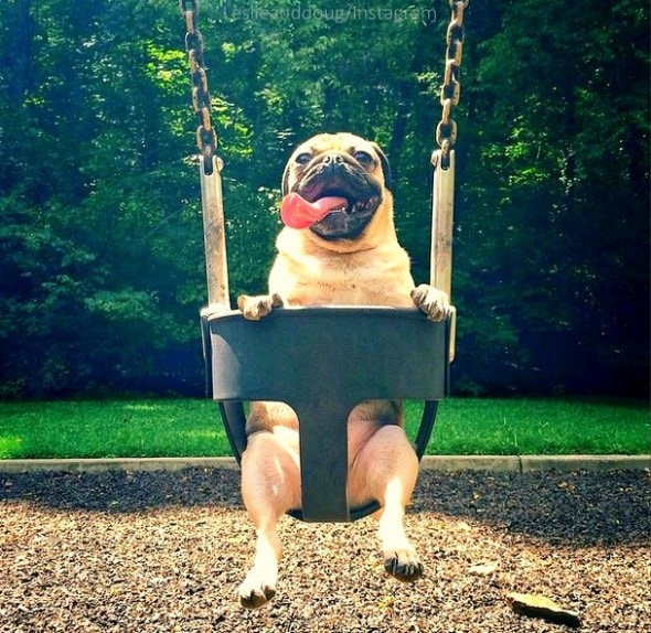 10.5.14 - Adorable Internet Pugs5