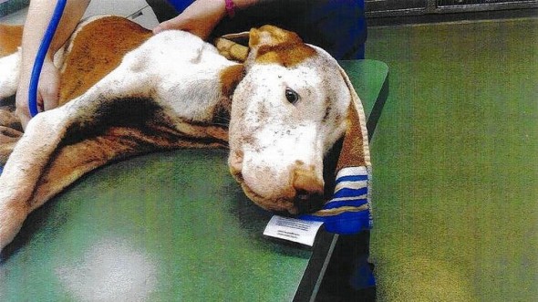 10.6.14 - Dog Rescued From Horrific Conditions In Florida1