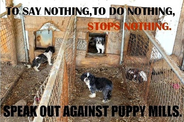 10.9.14 - USDA Helping Puppy Mill Breeders by Passing Laxer Laws1