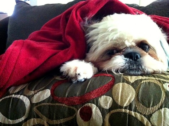 11.12.14 - Pets Who Just Can't Be Bothered to Get Out of Bed12