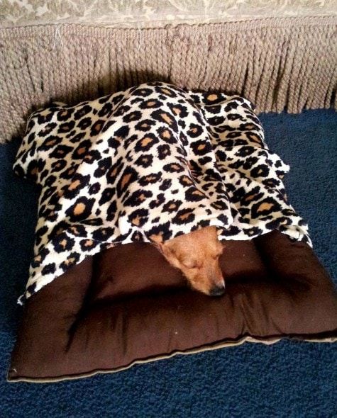 11.12.14 - Pets Who Just Can't Be Bothered to Get Out of Bed15