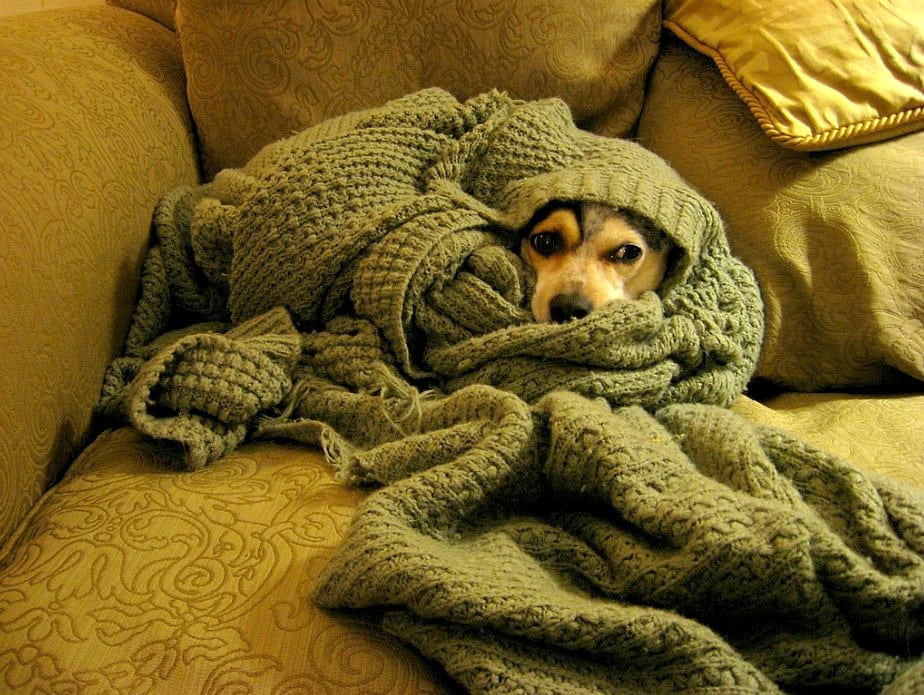 http://www.lifewithdogs.tv/wp-content/uploads/2014/11/11.12.14-Pets-Who-Just-Cant-Be-Bothered-to-Get-Out-of-Bed4.jpg