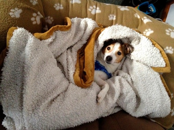 11.12.14 - Pets Who Just Can't Be Bothered to Get Out of Bed5
