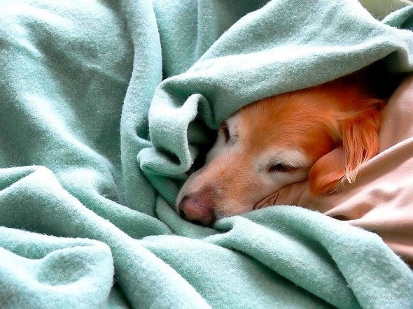 11.12.14 - Pets Who Just Can't Be Bothered to Get Out of Bed8
