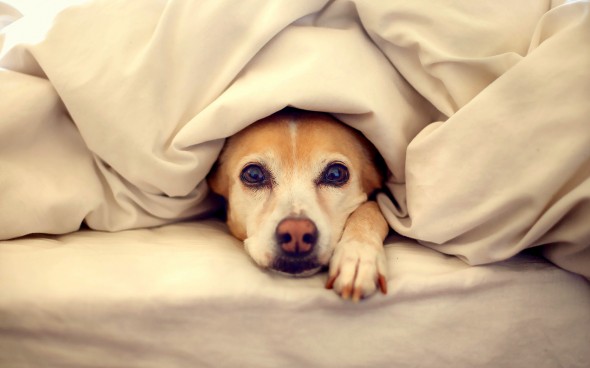 11.12.14 - Pets Who Just Can't Be Bothered to Get Out of Bed9