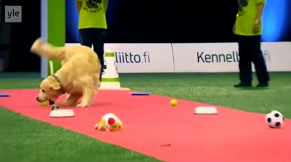 11.20.14 - Golden Retriever Hilariously Fails at Dog Competition1