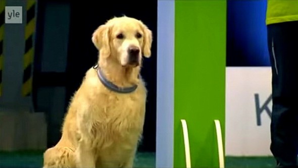 11.20.14 - Golden Retriever Hilariously Fails at Dog Competition2