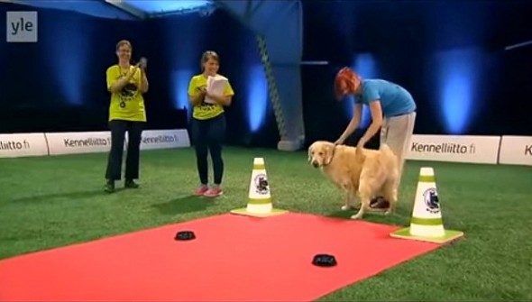 11.20.14 - Golden Retriever Hilariously Fails at Dog Competition3