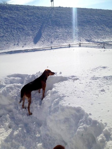 11.21.14 - Buffalo Snow Dogs16