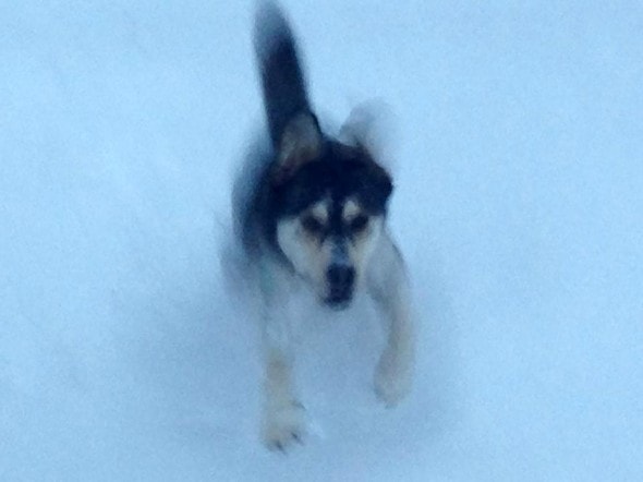 11.21.14 - Buffalo Snow Dogs17