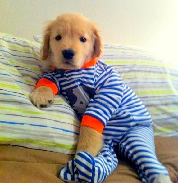11.30.14 - Puppies in Jammies1