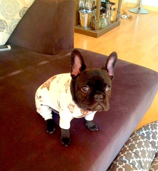 11.30.14 - Puppies in Jammies17