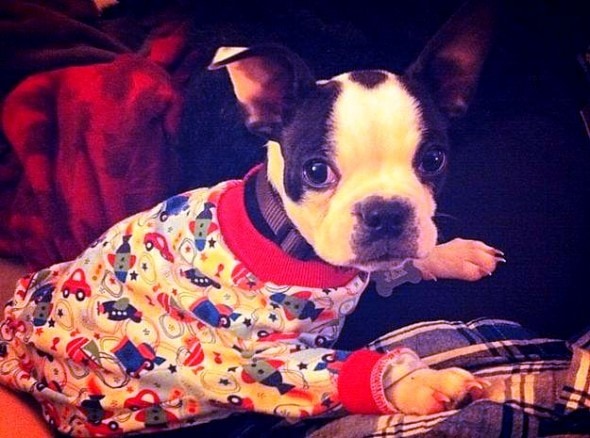 11.30.14 - Puppies in Jammies28